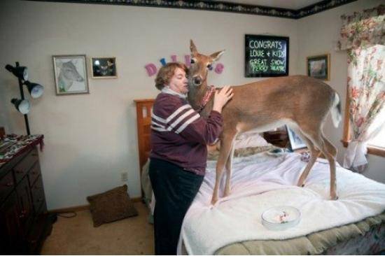Deer in my bedroom