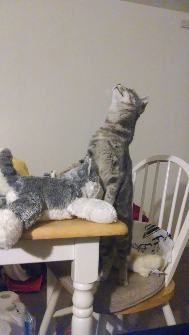 My cat is getting a bl*w j*b, it seems...