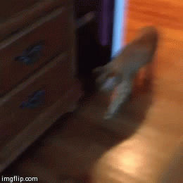 My cat walks into my room, rolls and leaves. Everyday.