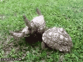 Thanks, tortoise bro.