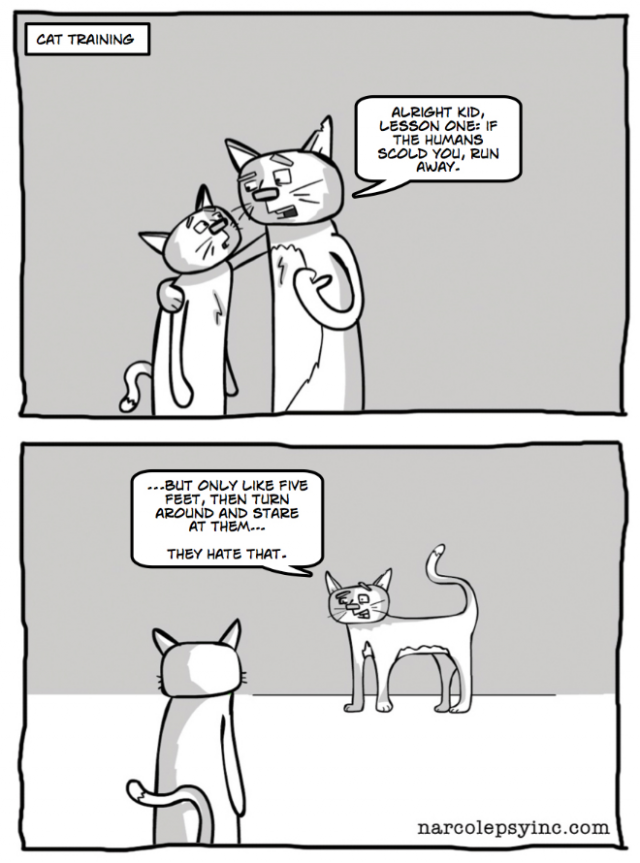 Cat Training