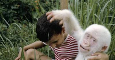 24 pictures of cute albino animals