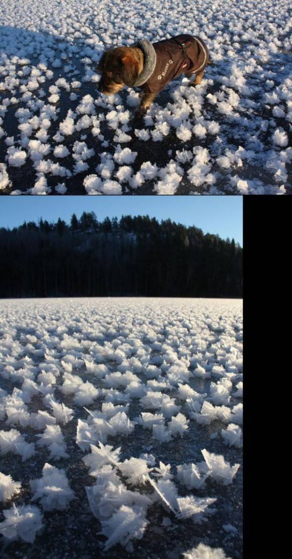 Ice flowers in Finland