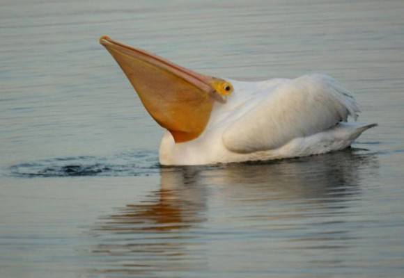 A fallen ice cream cone...