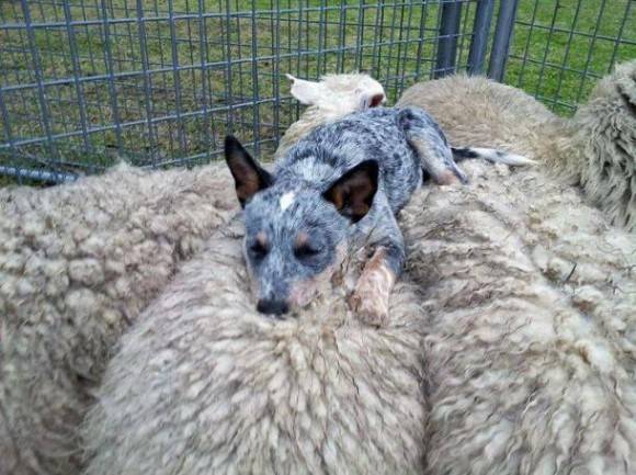 An Australian Blue Heeler goes to sleep on top of the flock it has herded