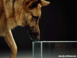 Today I learned how dogs really drink water