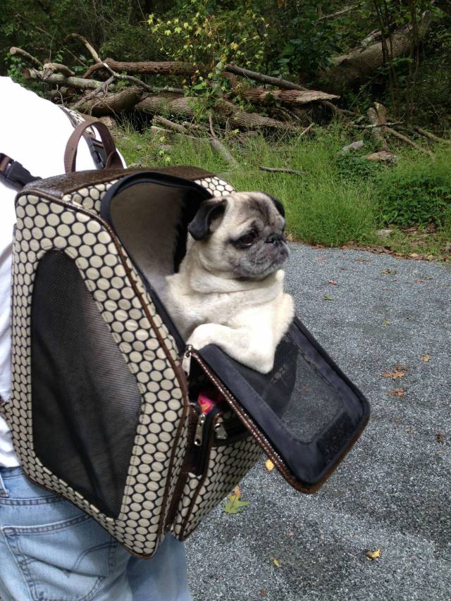 Took our pug for a 