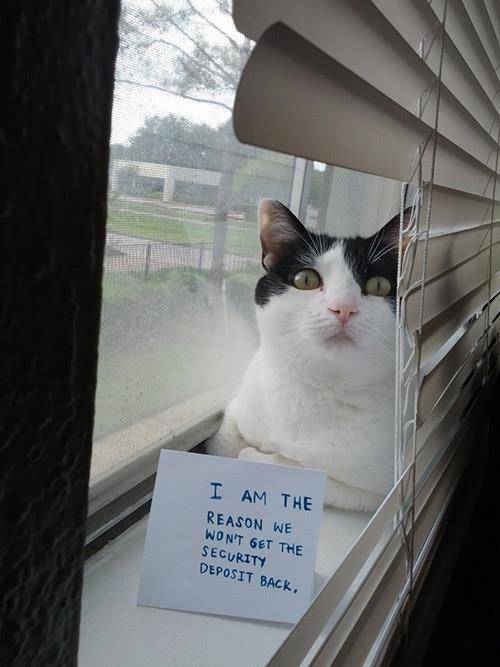 Every single apartment if you have cats.