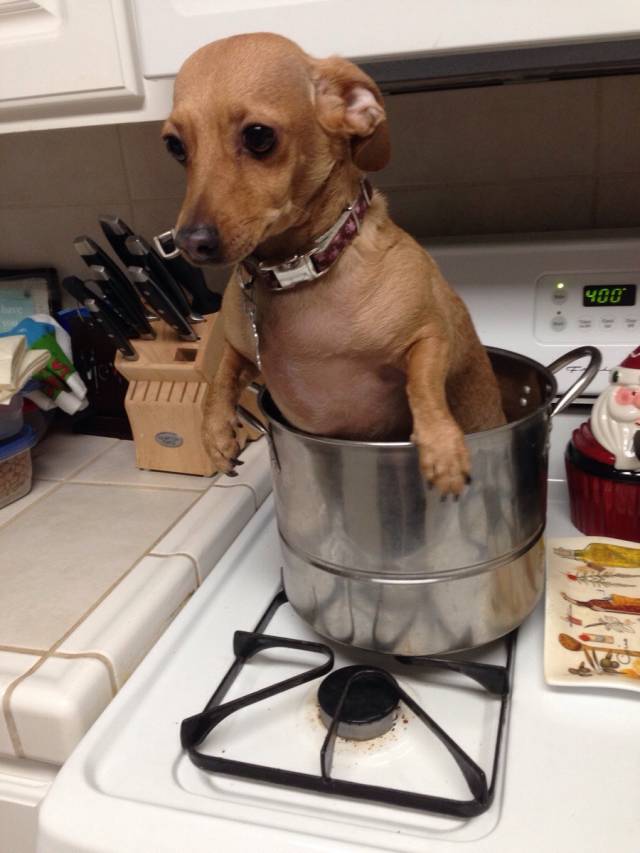 I got stuck watching my mom's dog who gets treated better than most human children. She kept texting and asking how she was doing so I text her this picture.