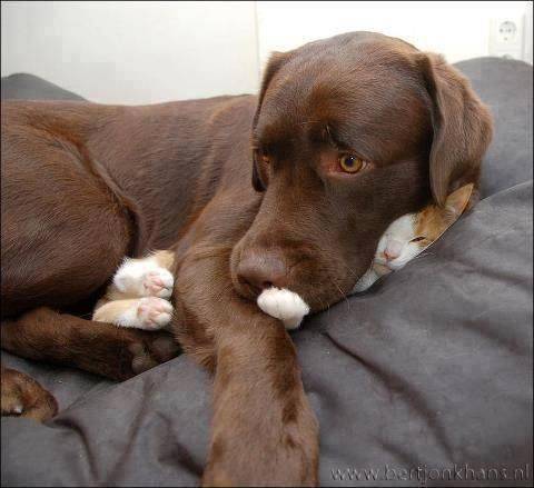 The cat? Neh, haven't seen her