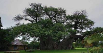 Inside a Living, 6000 Year Old, Baobab Tree