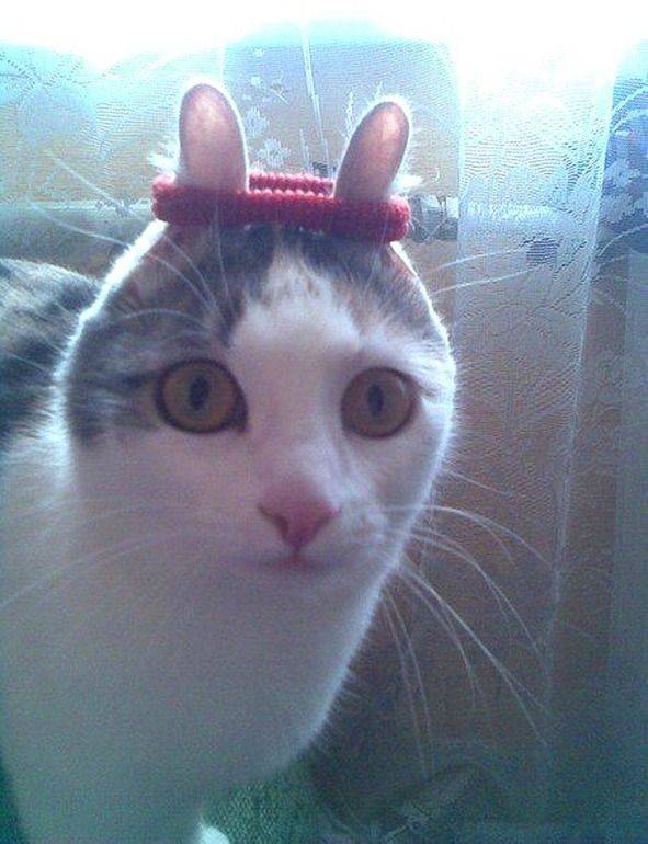 When you give a cat a hair tie