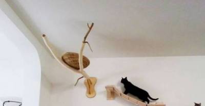 A great playground for cats