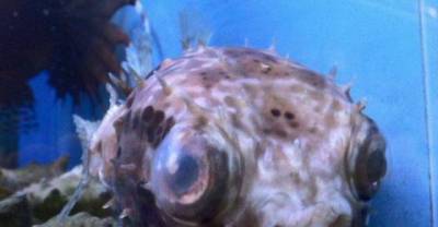 Funny Animals