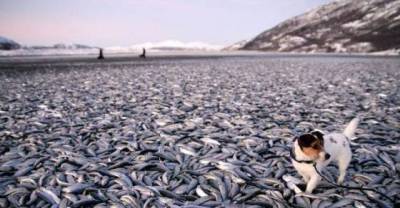 A Herring Shoal Is Instantly Frozen in Norway