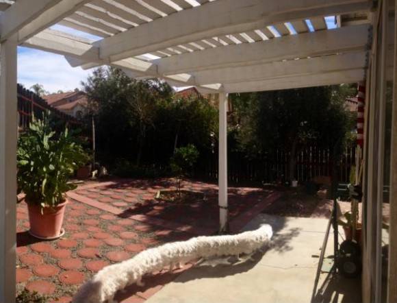 Taking a panorama of the yard when the dog walked by. The result...