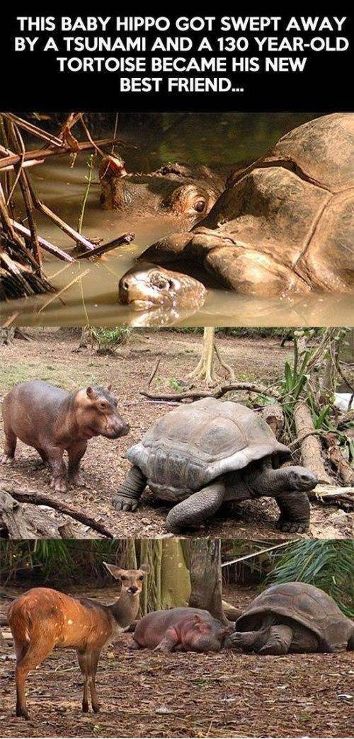 Baby Hippo