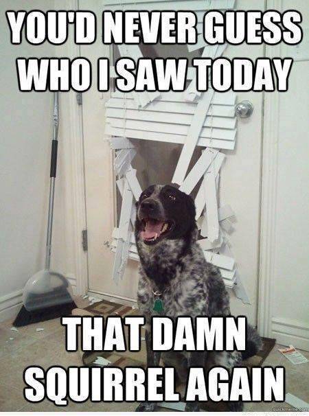 Ohhh dog