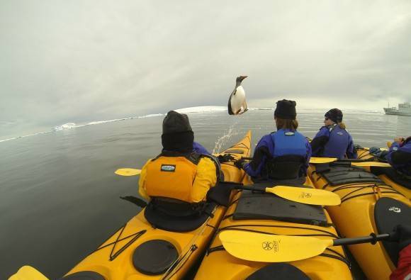 Penguin trolling