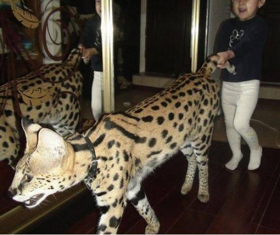 Age old question: Would you rather titillate an Ocelot, or oscillate a titalot?