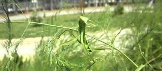Just a Praying Mantis watching cars go by, really... It’s quite boring.