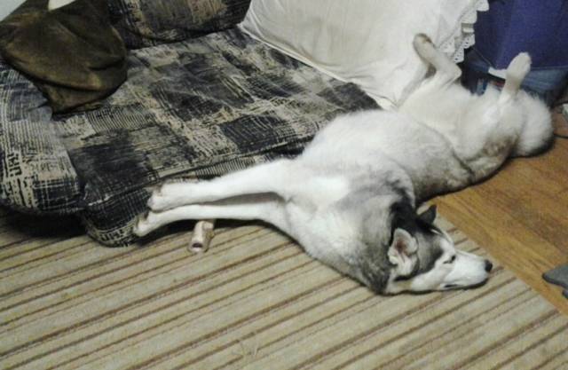 Instructions unclear, dog assembled wrong.