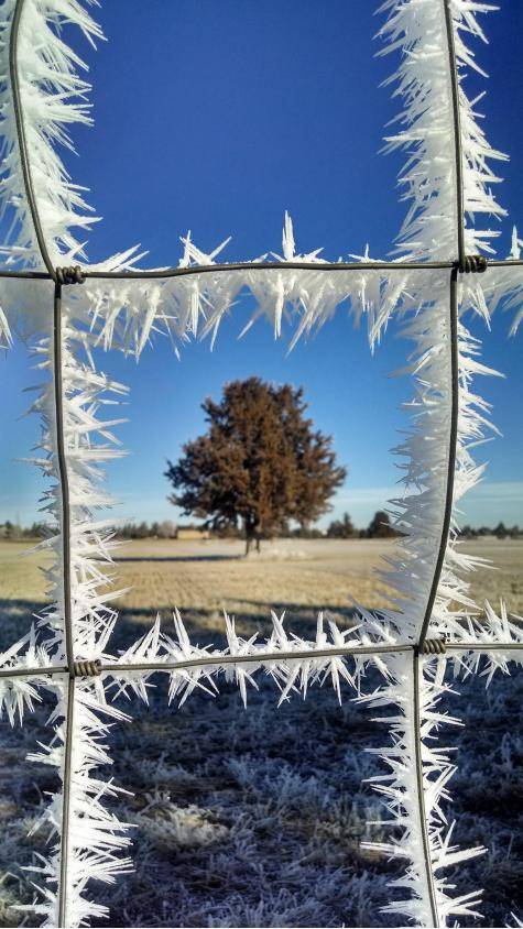 Frosted Fence.