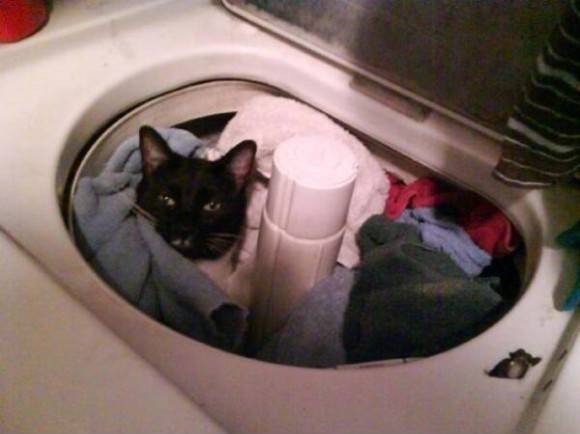 So glad I noticed him before I started the washer!
