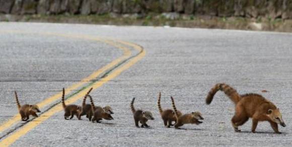 Cute Quati Family