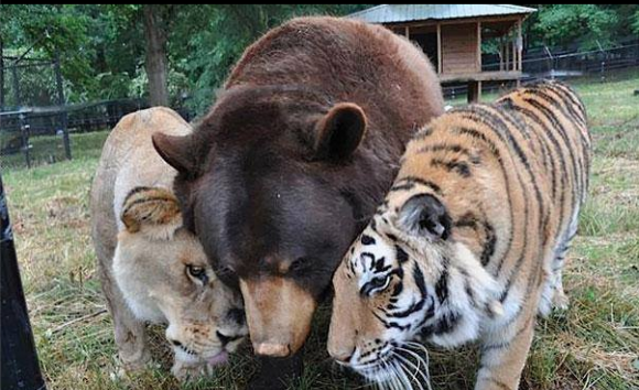 brotherly love