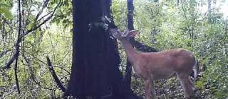 Deer Fart