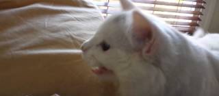 Meet Ryu, my boyfriend’s chirping/clicking kitten! I didn’t know cats did this.