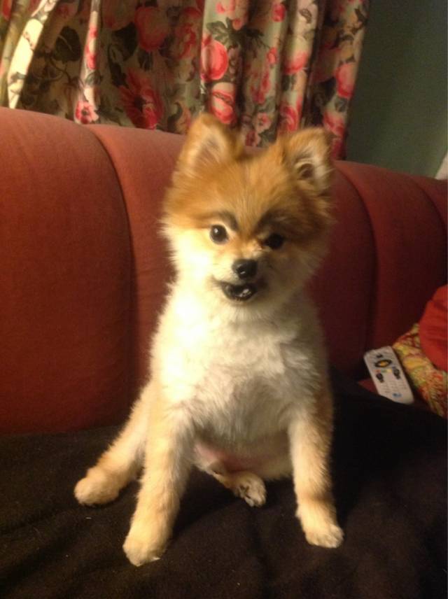 Drew eyebrows on my dog. I dunno, he looks pretty pissed off.