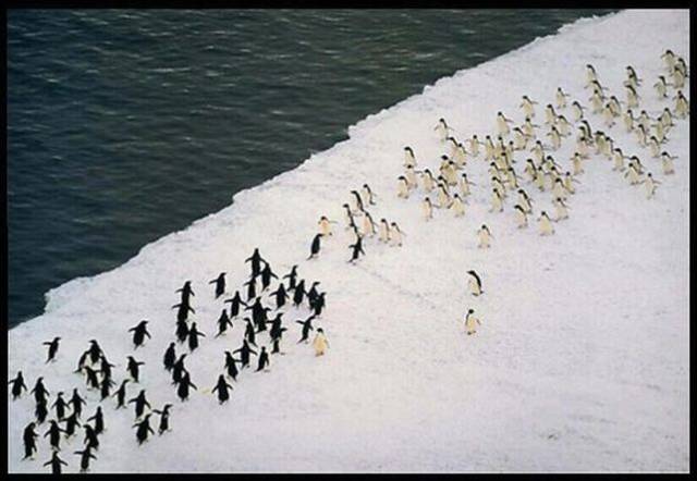 For Antarctica!