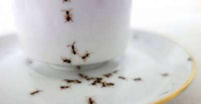 Creepy ants crawling all over an elegant porcelain set