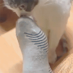 Good lord human your paw stinks