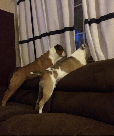 One of our dogs is clearly smarter than the other...