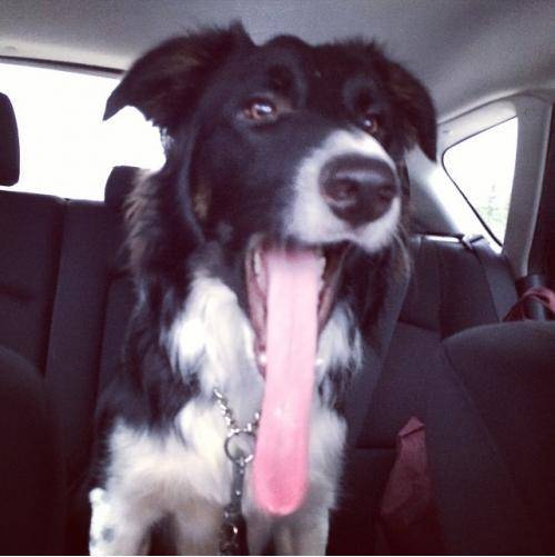 My friend's dog has the longest tongue I've ever seen