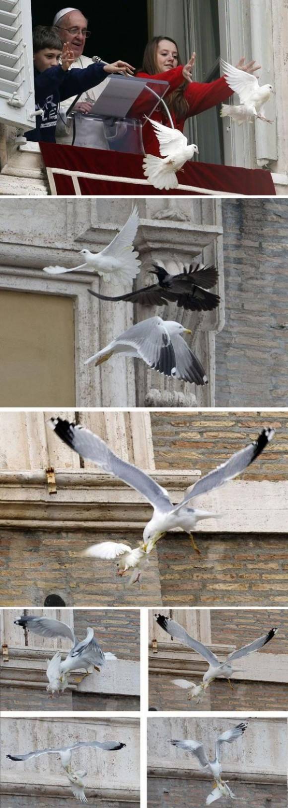 Pope’s Dove of Peace Attacked by Seagull Again
