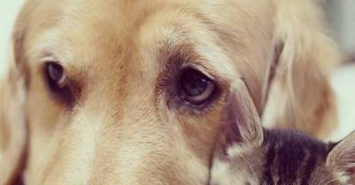 The story of an abandoned kitten adopted by a lovable golden retriever 