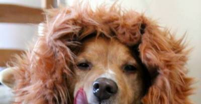 Homemade Pet Costumes That Will Make You Laugh Out Loud