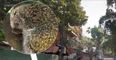 Woman Has a Nasty Run-in with a Porcupine