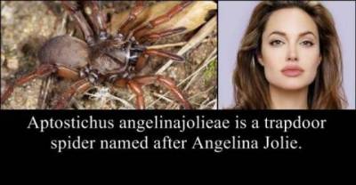 Animals, Insects and Plants Named after Celebs