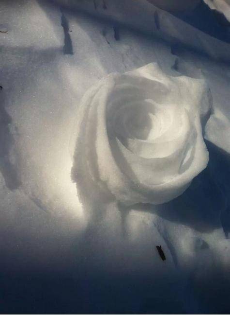 Walked outside to this surprise! It looks like a rose, Just formed by the wind!