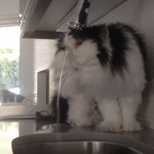Foiled again by my static fur