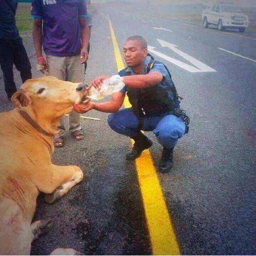 This Police man stopped to help this cow that just got run over