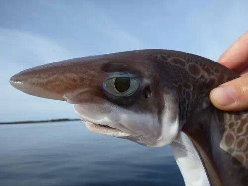 I think this fish is sick of being caught.