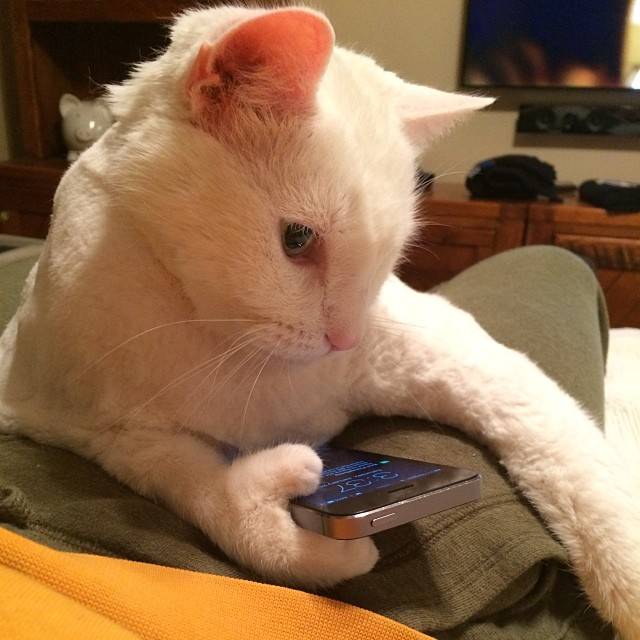 My cat has thumbs and uses an iPhone