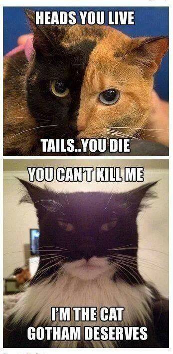 Cats in Gotham