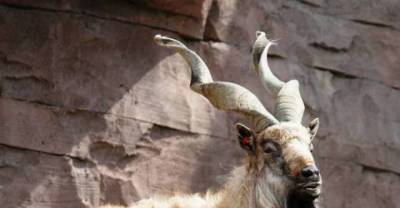 world's oddest animals